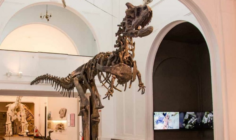 Museu de Zoologia da USP: Dinossauros, Fósseis e a Fauna Brasileira de Perto!