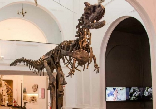 Museu de Zoologia da USP: Dinossauros, Fósseis e a Fauna Brasileira de Perto!
